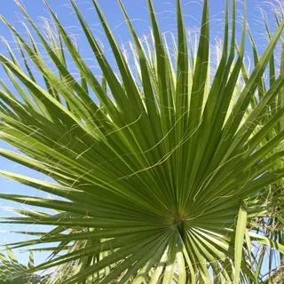 thumbnail for publication: Washingtonia robusta: Mexican Fan Palm